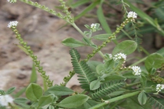 Heliotropium ovalifolium